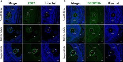 Supplementation with fibroblast growth factor 7 during in vitro maturation of porcine cumulus-oocyte complexes improves oocyte maturation and early embryonic development